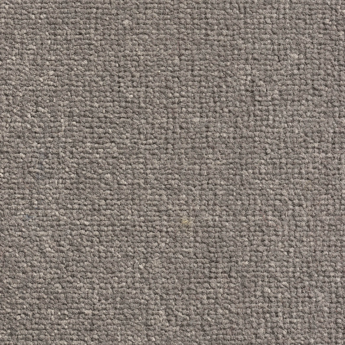 Windsor Velvet carpet - 377 Elephant