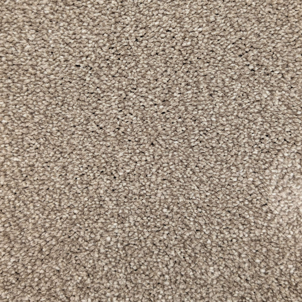 Caress Luxury carpet - 72 Coffee